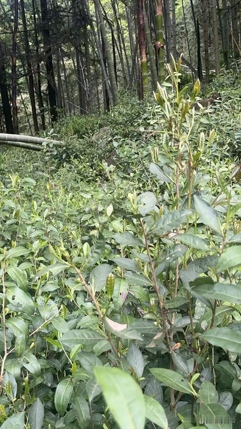 心血来潮跟朋友一起出来摘茶叶，第一次干这个活，还挺好玩的
