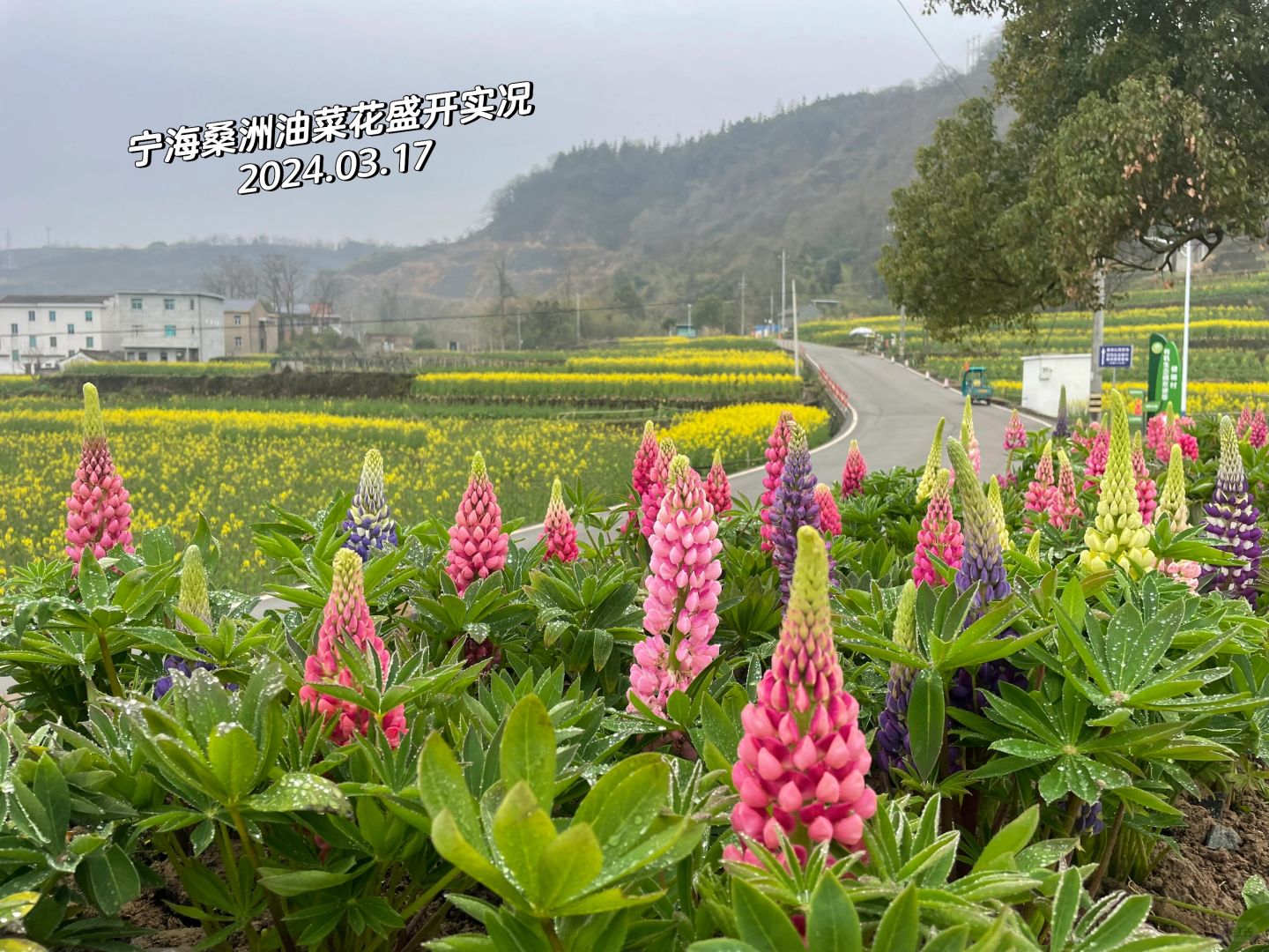 不得了宁海桑洲油菜花盛开 偶遇了鲁冰花