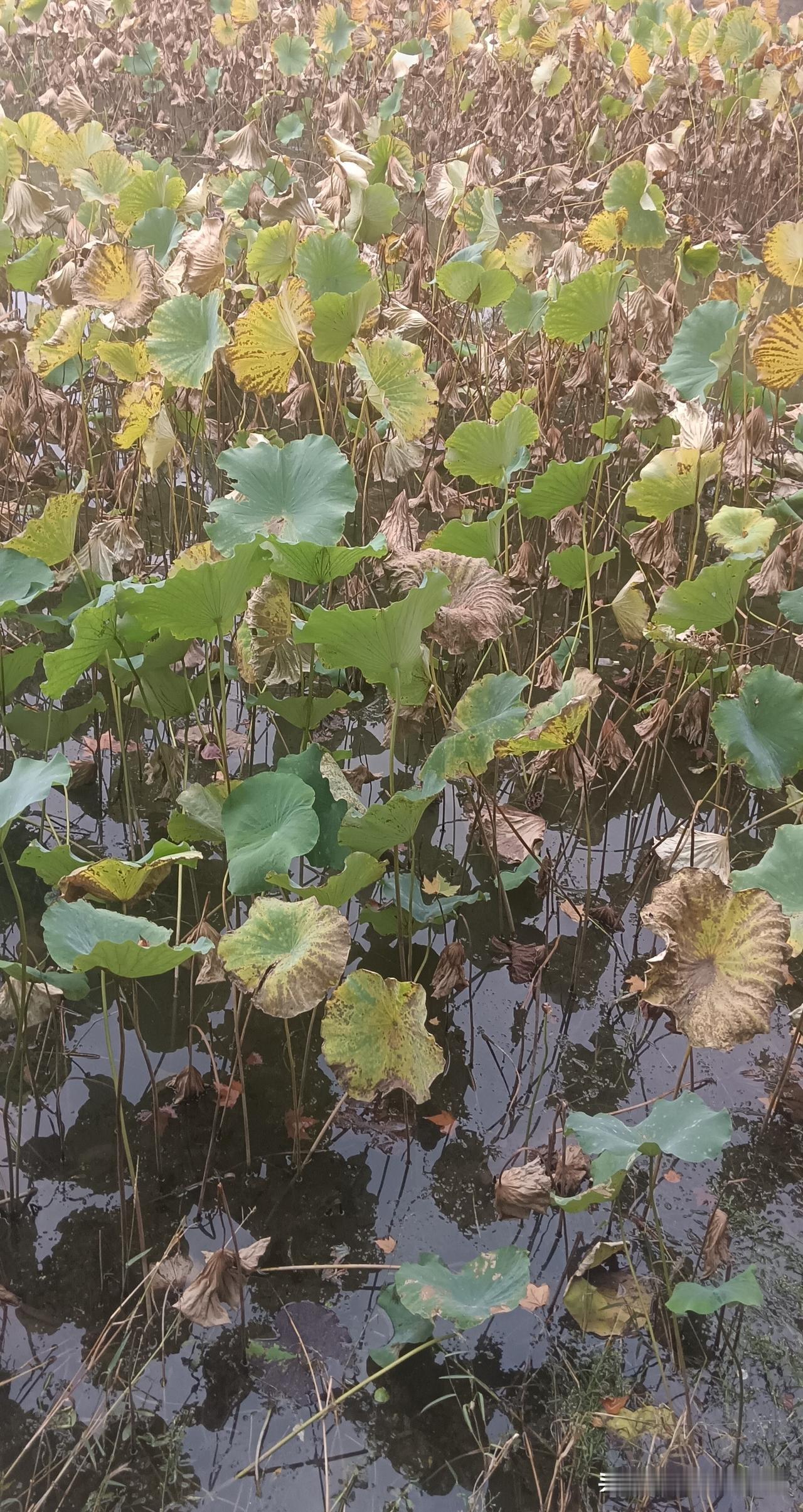 七言·残荷
 
碧水留残叶半黄，
西风漫卷旧荷裳。
芳华落尽根犹在，
静待来春再