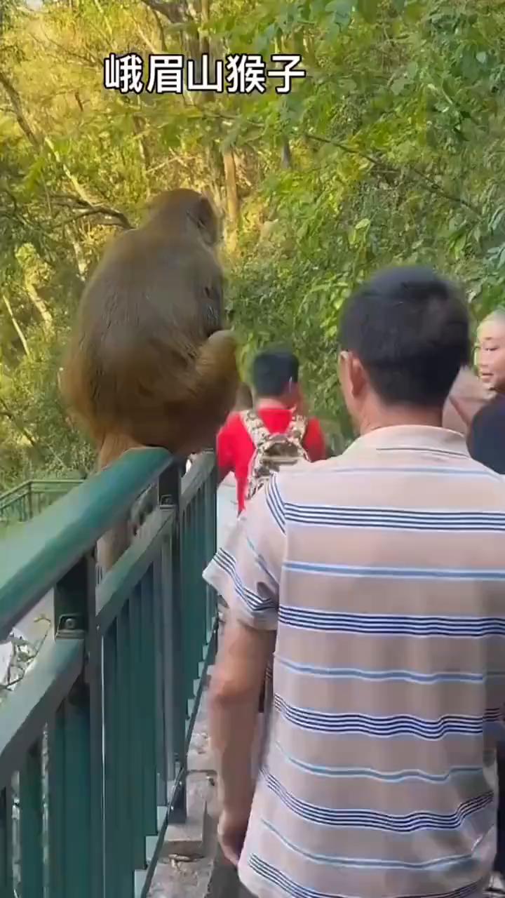 峨眉山猴子。