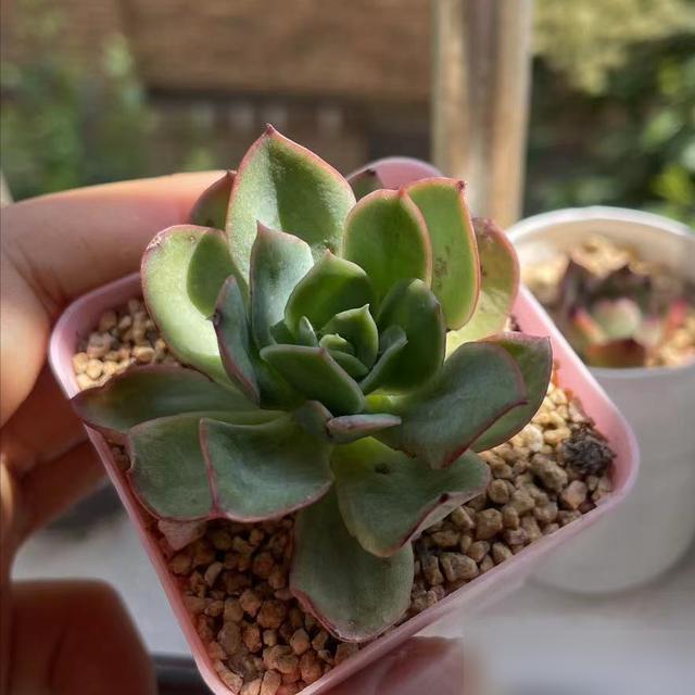 家人们谁懂啊！最近刷到好多肉友的多肉底部叶子软得像蔫了的青菜，急得直跺脚！其实就