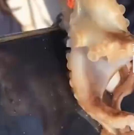 大街上、超市里、饭桌旁，随处可见“手机控”！我说八爪鱼也这样，你信吗？
前不久，