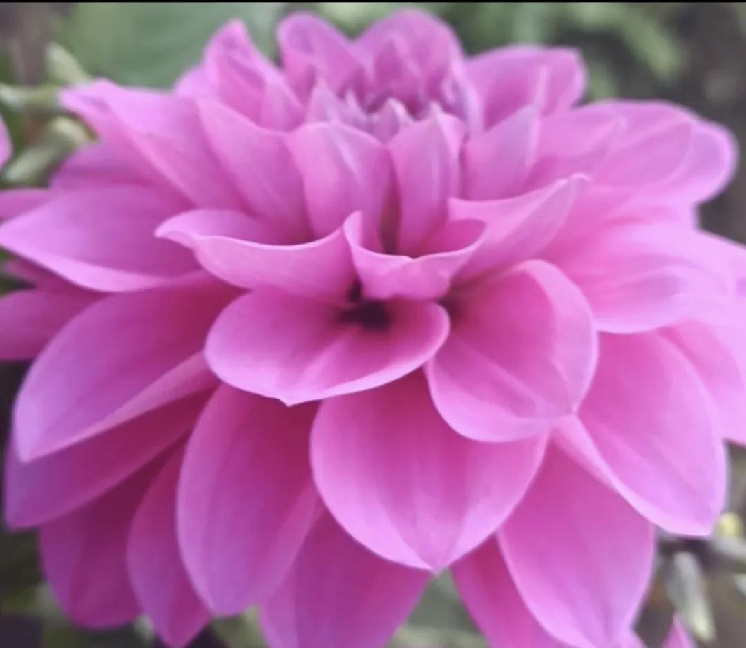 老叔头拍摄的花，和朋友们一起分享！