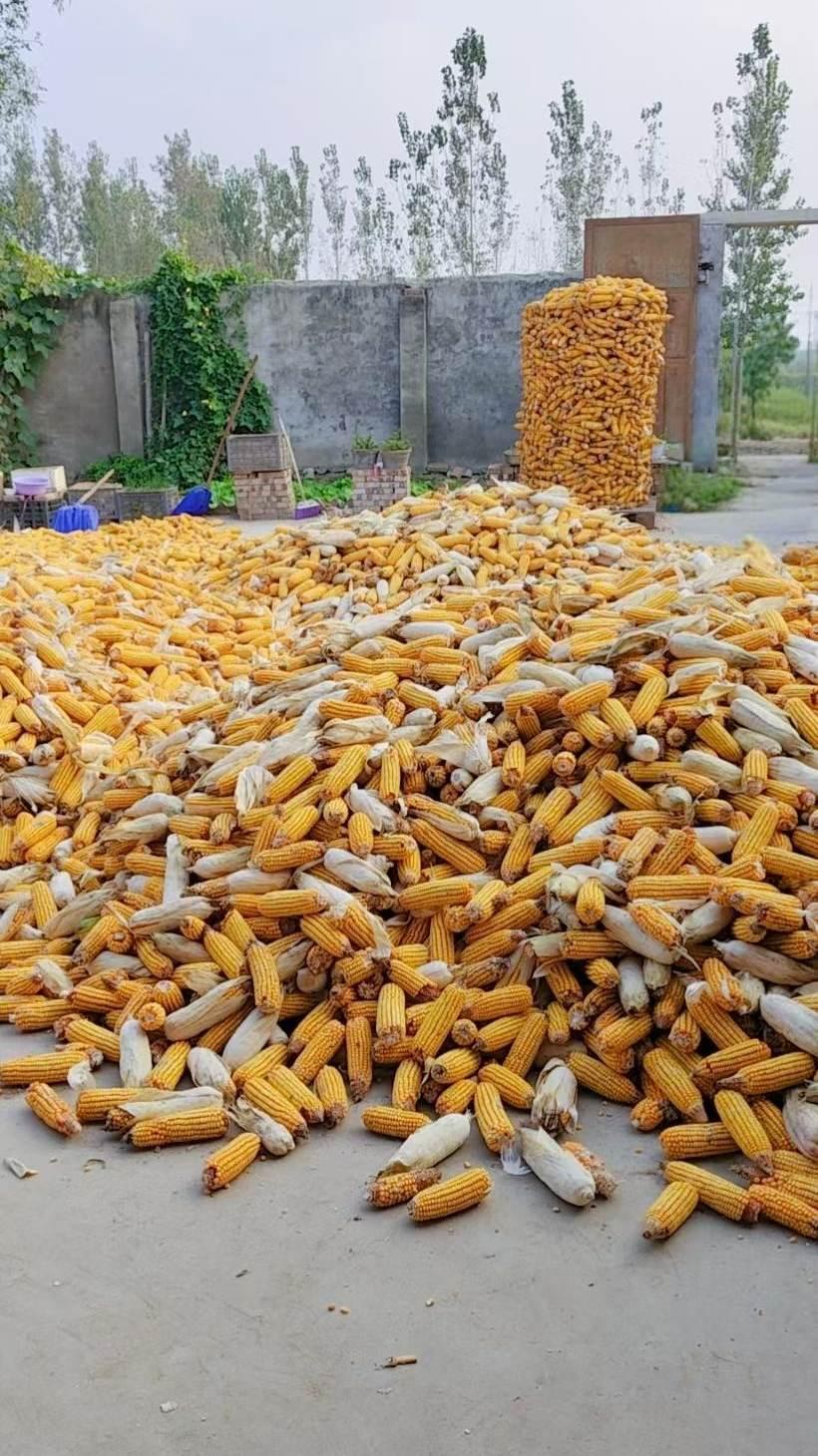 又是一年玉米丰收季