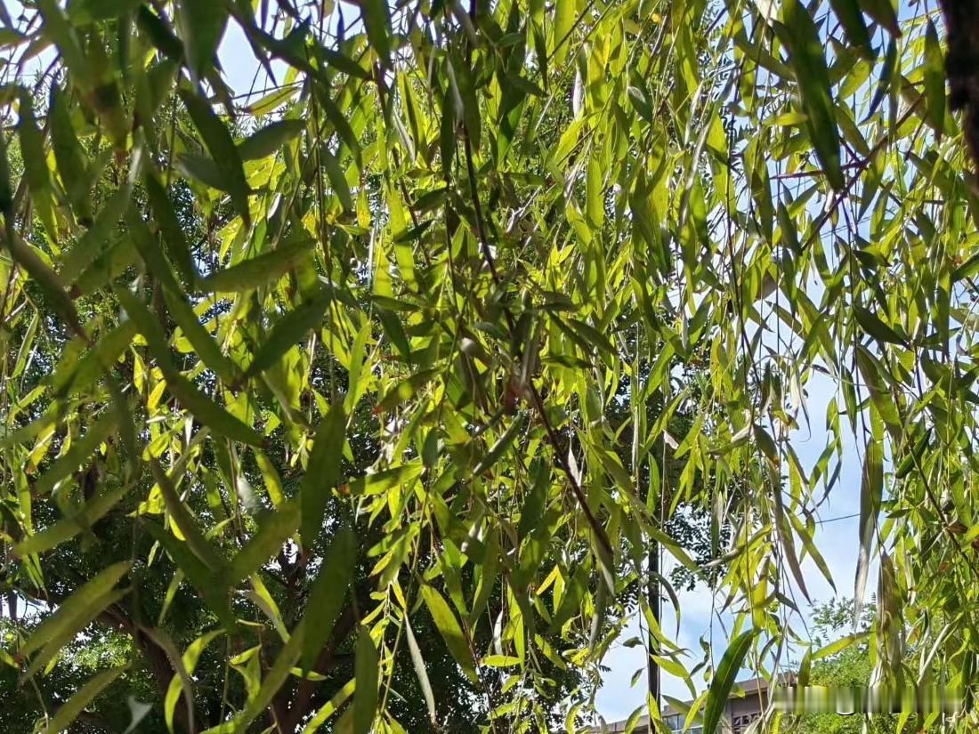 心理咨询师枣姐，对婆媳关系的举例说明：儿媳妇好不好，不能由“先有好婆婆”来决定。