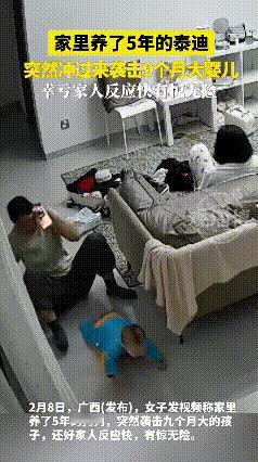 养5年的泰迪突然扑咬9个月婴儿！广西这起事件看呆全网🔥

2月8日广西女子发视