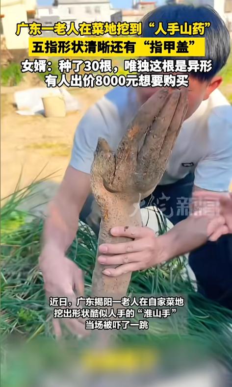 “活久见！”近日，广东揭阳，一老人在自家菜地里中了30根淮山药，采收时竟然挖出一