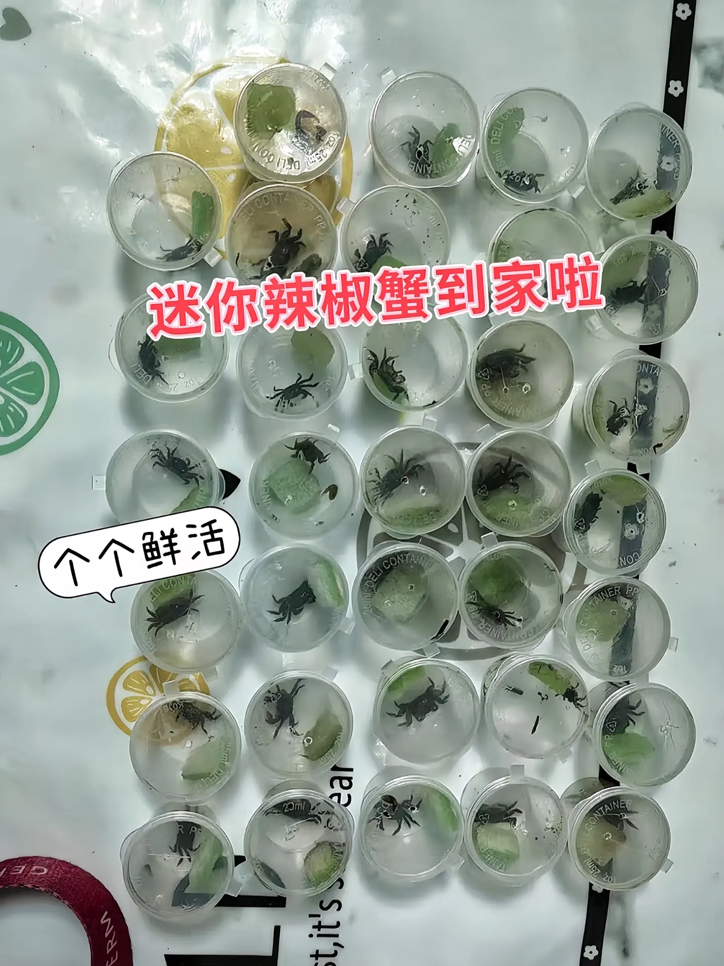 藻类清理难题一键解决！迷你辣椒蟹别看个头小，吃藻能力超强，是鱼缸里勤劳...
