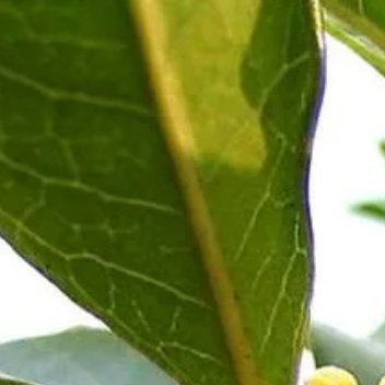 种植[超话]   [好运连连] 种植  [巳升升] 微公益  桂花种植（1）铺沙