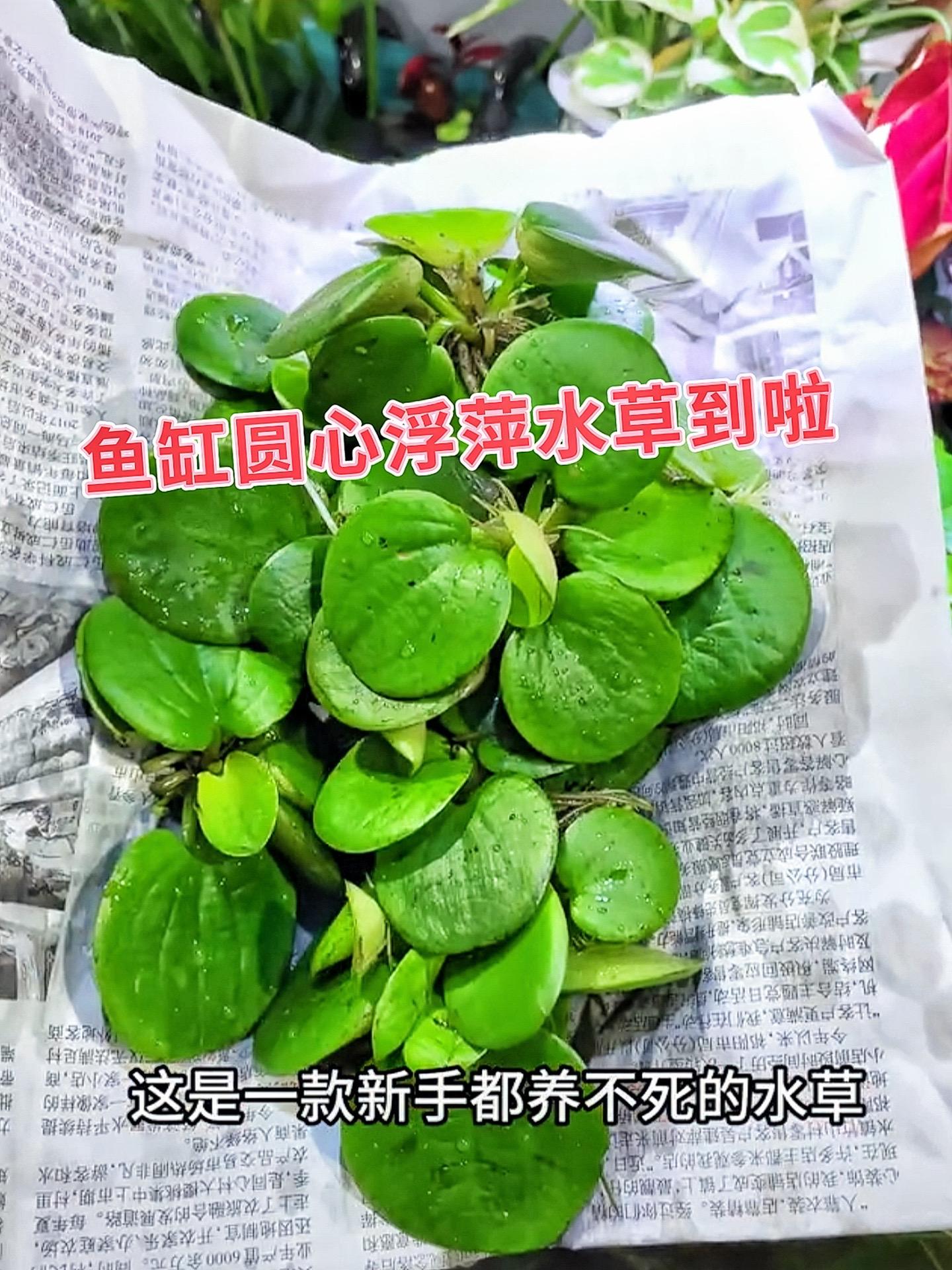 新手小白也能养爆的圆心浮萍水草来啦！超强适应力，不挑水质、不挑光照强度...