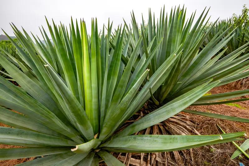 丝兰提取物如何在体外除臭? 丝兰提取物体外除臭效果挺牛的。就拿猪舍和猫砂来说，猪