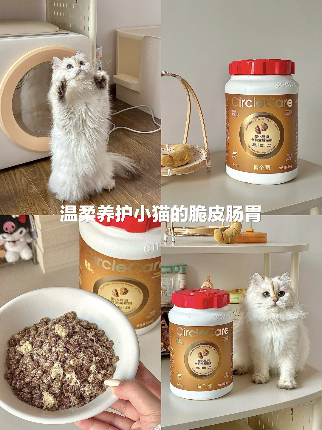 主粮选购攻略｜吃养胃猫粮 养健康小猪猫