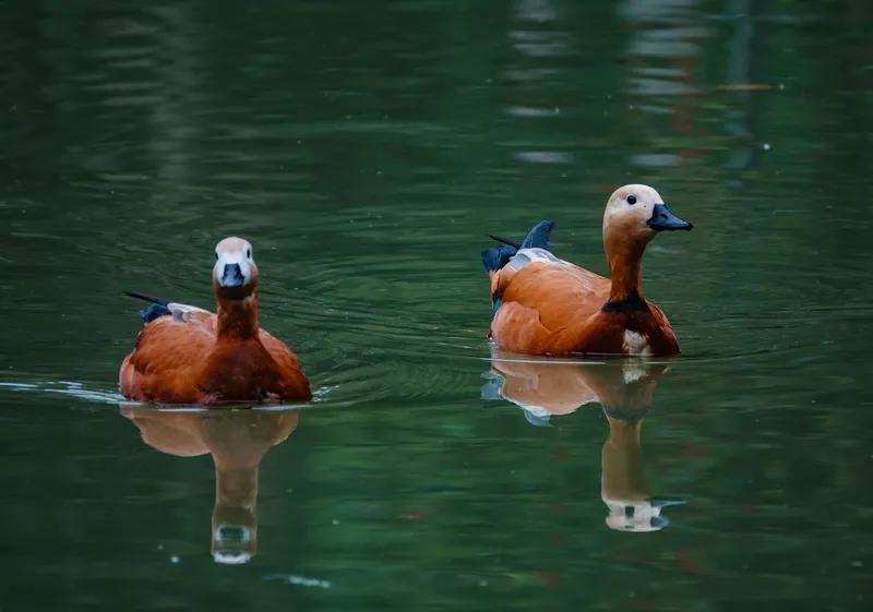 清泉灵动妻悠闲，
真心陪伴静无言。
柔风徐来水波荡，
霞光映溪鱼儿欢。