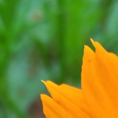 每日一善 明艳的美玉扇悄然盛放，橙黄花瓣舒展明媚动人。在平凡日常里发现这份热烈美