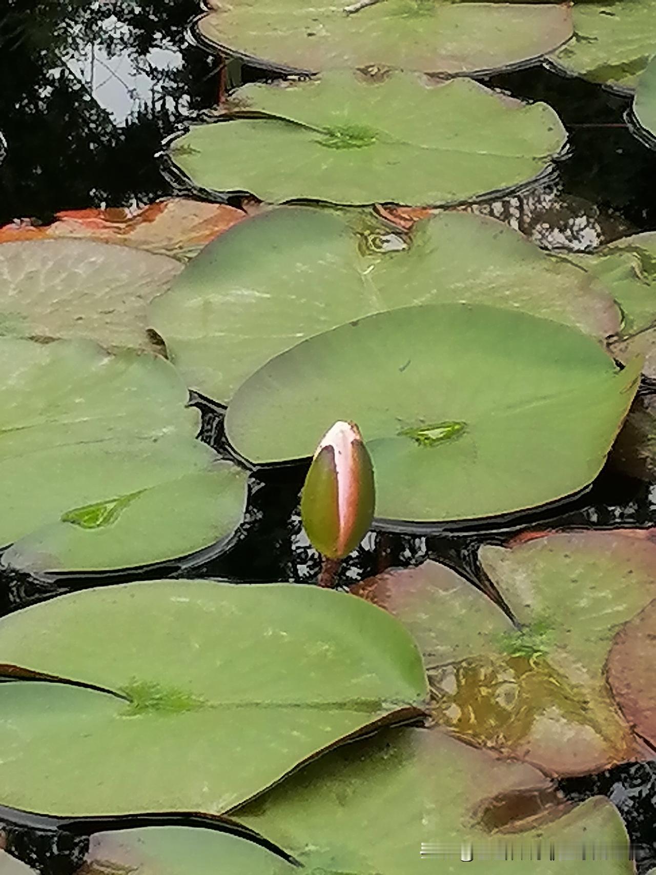 随手拍花，美景