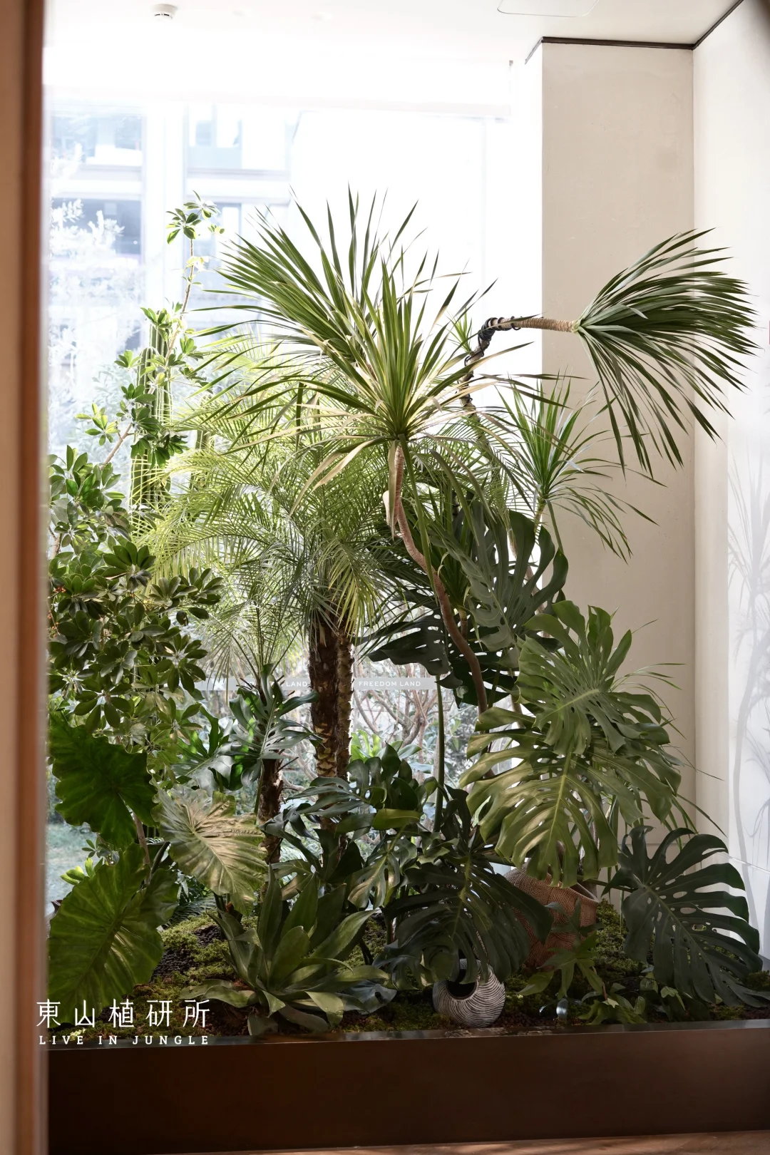 室内绿植造景| 窗畔丛林的绿意光影🍃