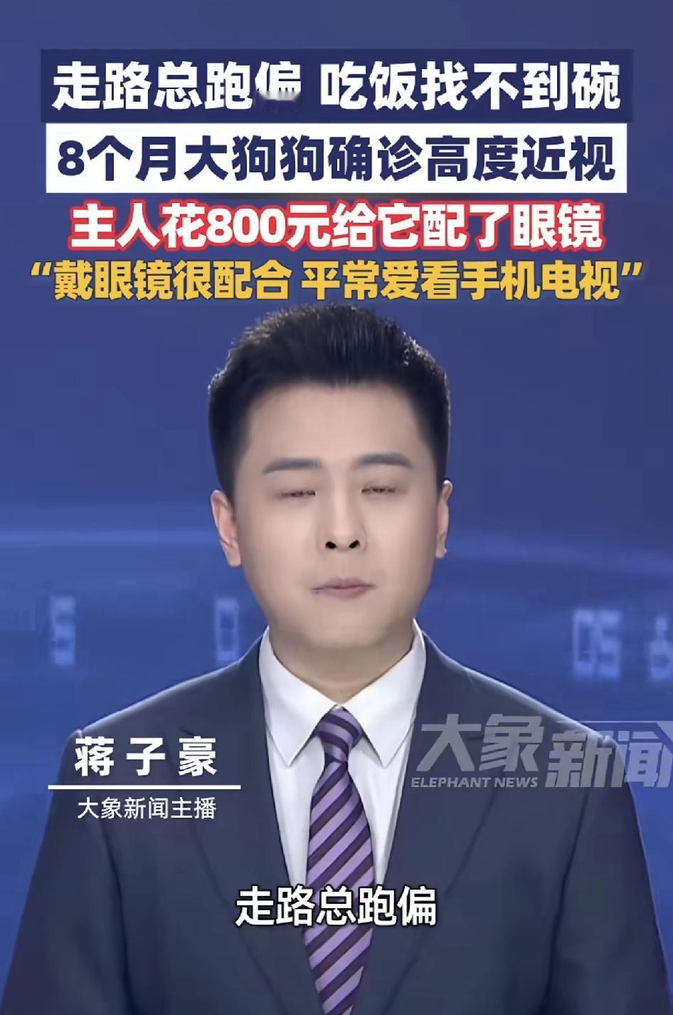 这个世界太奇妙了，你知道吗狗子看手机也会患上近视眼？在河南，有一只狗子走路老是跑