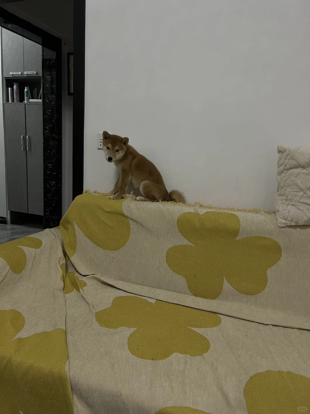 小狗狗有什么烦恼呢