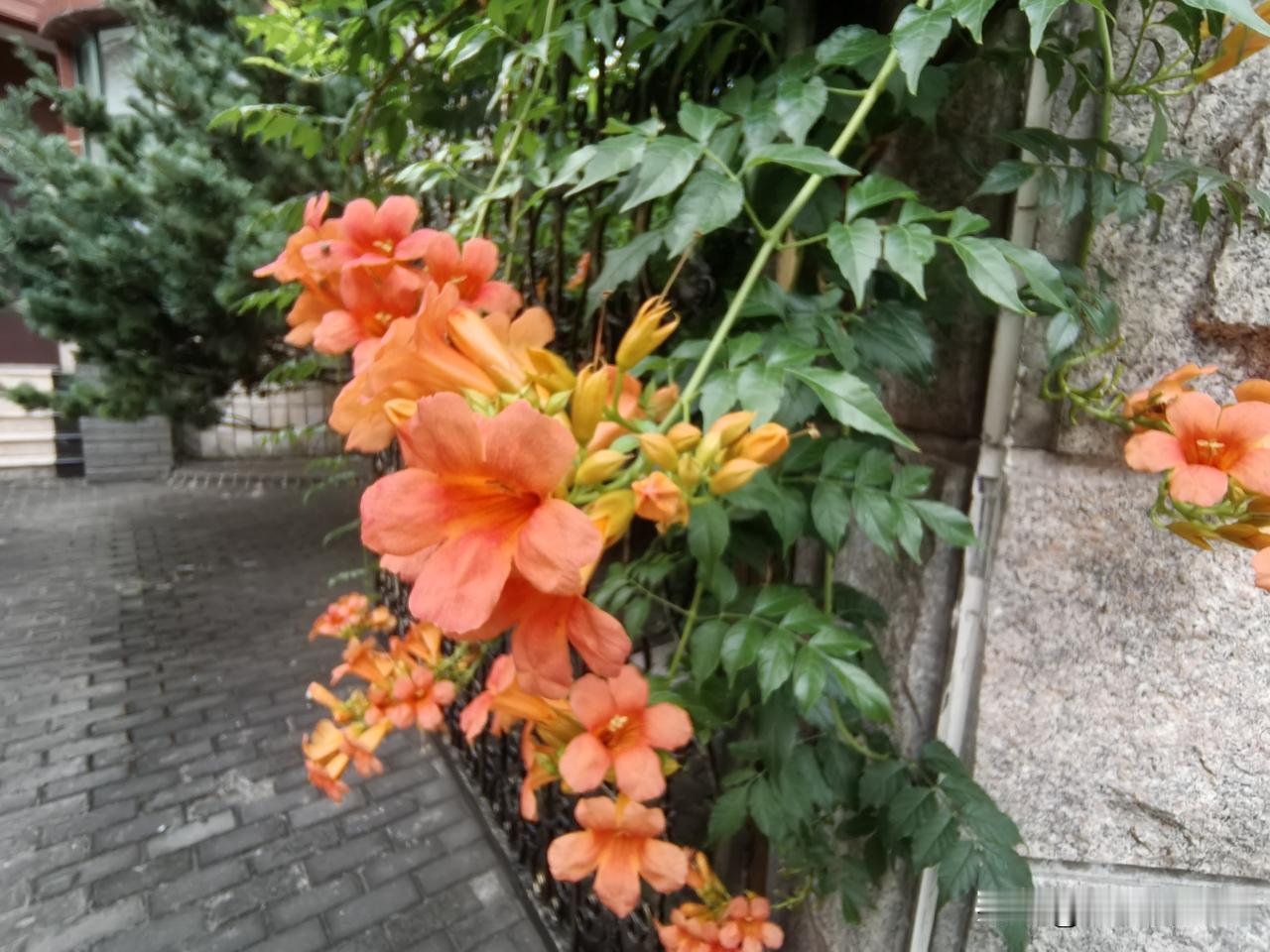 和其他许多同学不一样，年过六旬的她从没生过孩子，我们许多认识她的人都为此可惜。