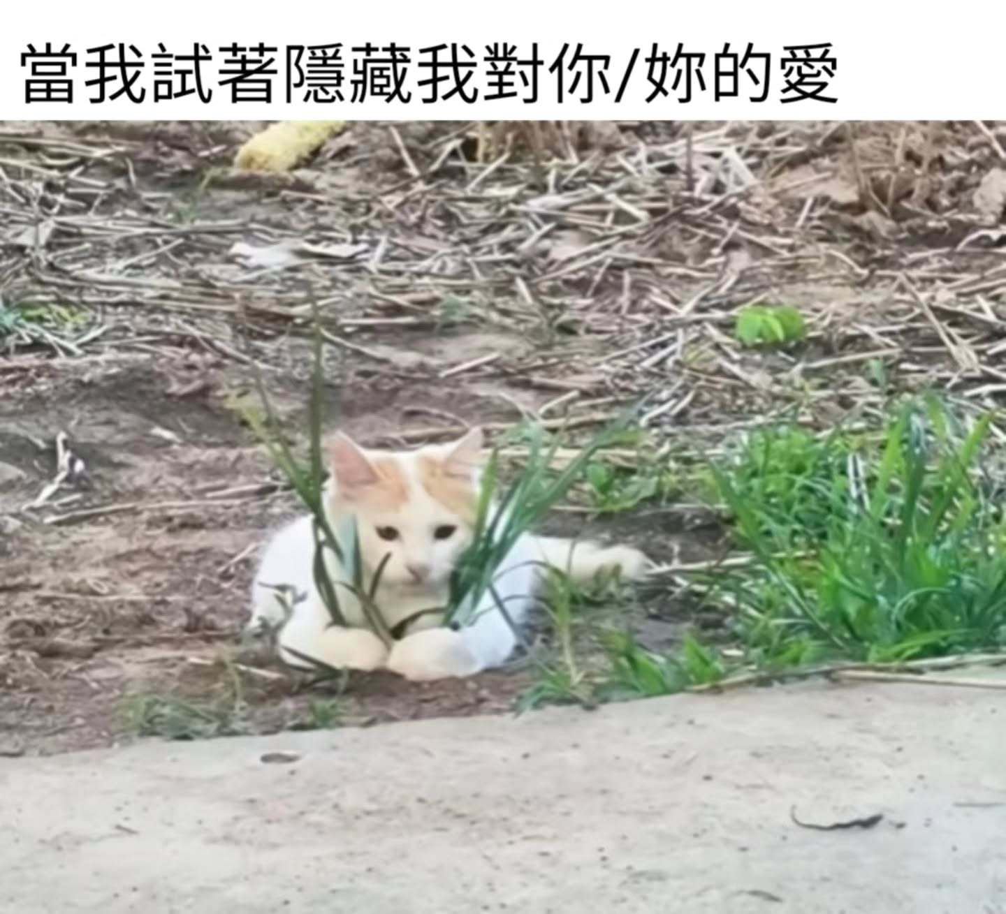藏得很好了meme