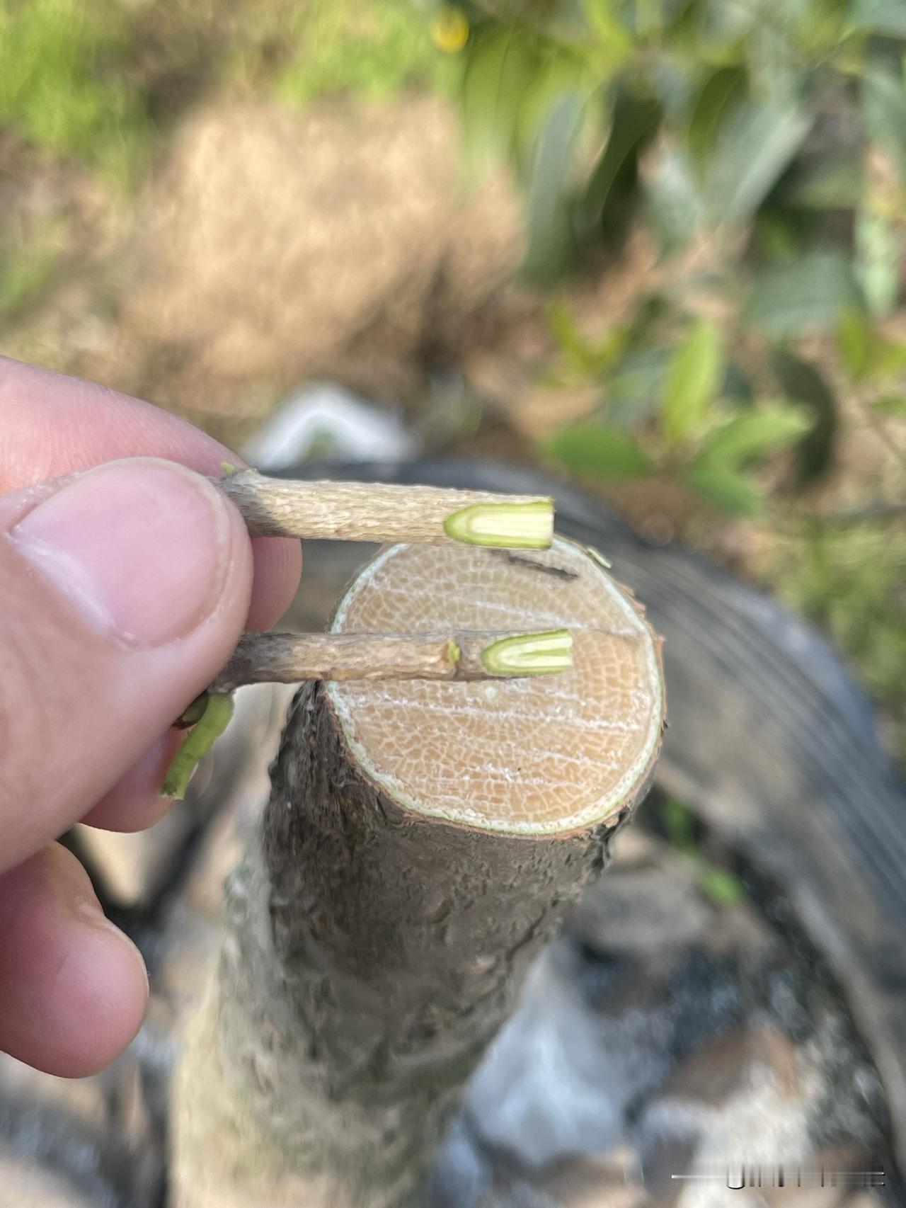 芽接的最佳时间是什么清明节前后各十天就是芽接的黄金时间，可以抓住这个时机嫁接，成