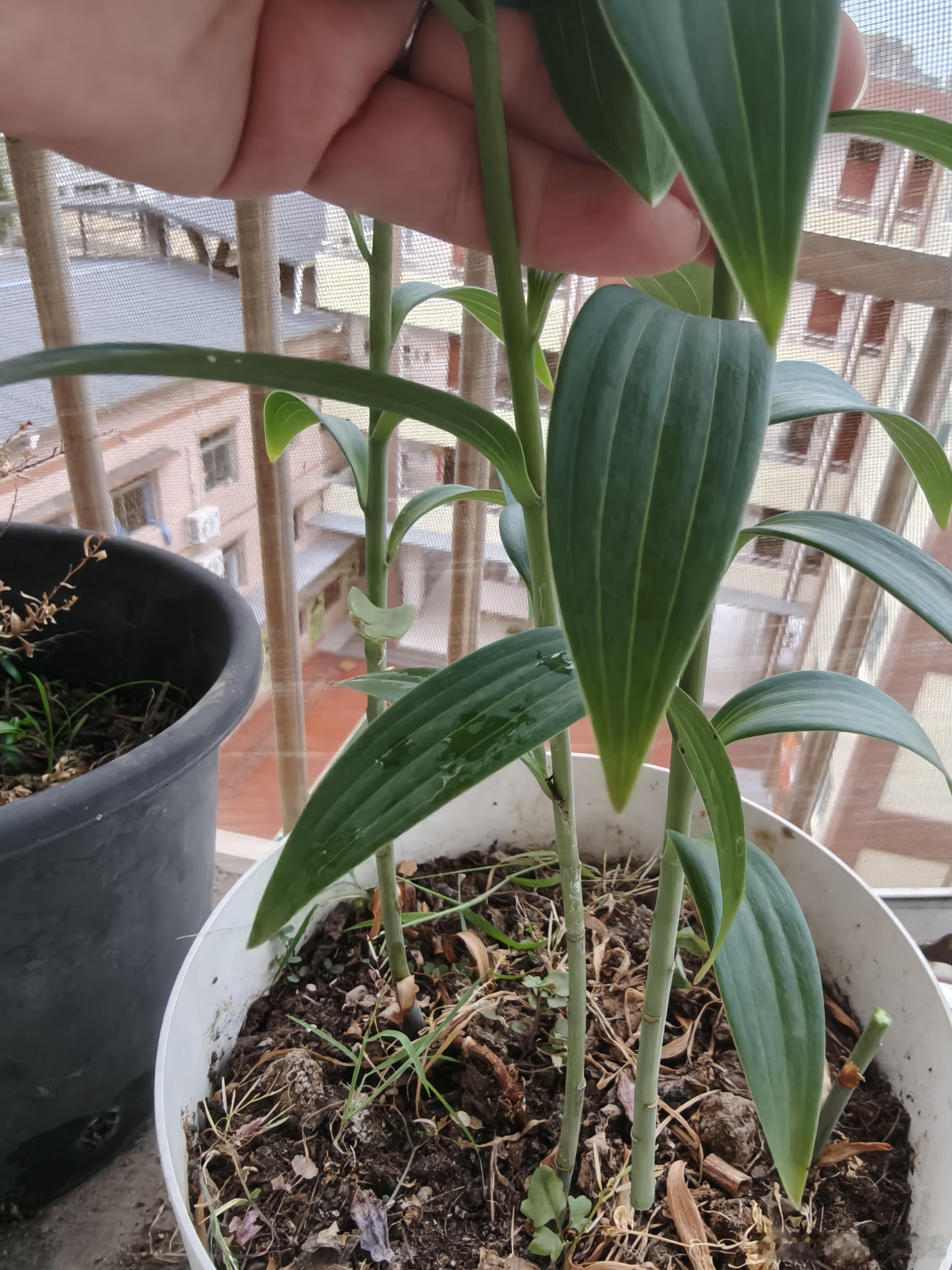 在网上买的多重花瓣的百合花，买回来立马就种到花盆里！每天浇水偶尔施肥，在我精心照