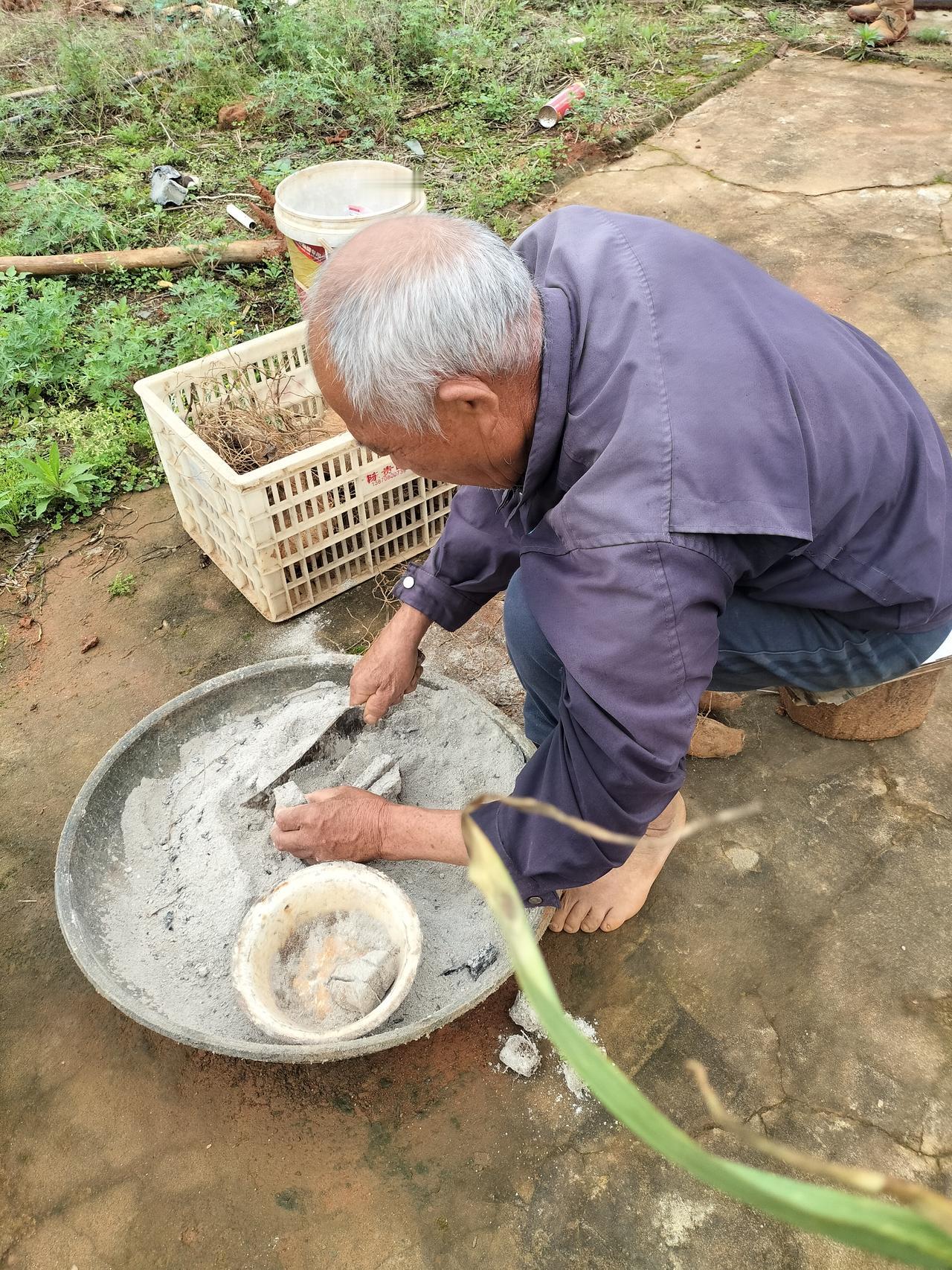房东大叔和阿姨在种脚板薯，拿刀把脚板薯切成一小块，然后沾上草灰，阿姨就负责在地里