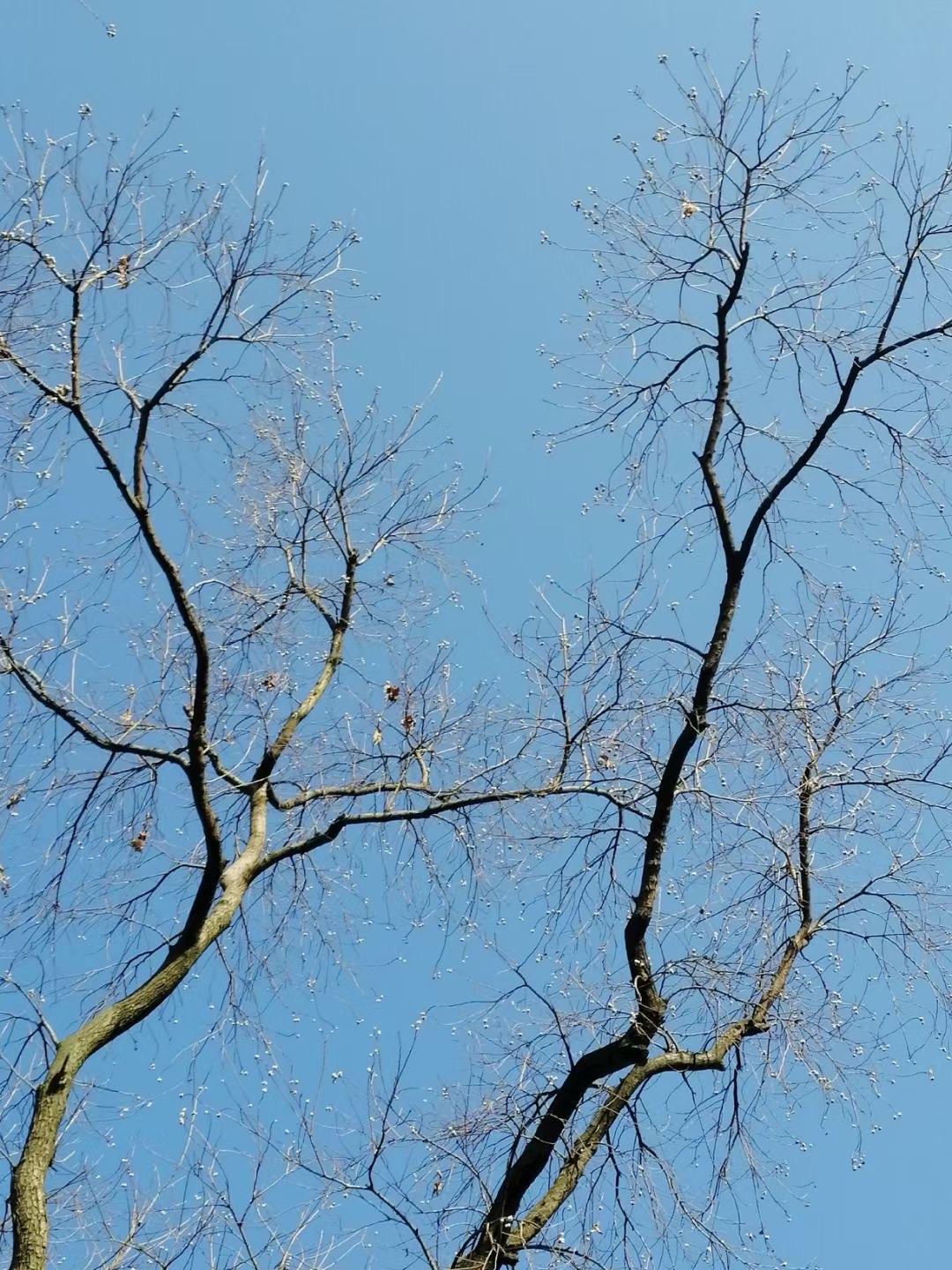 晒图笔记大赛冬天的树，在蓝天的衬托下显得格外的美丽和坚韧，清爽，简洁……