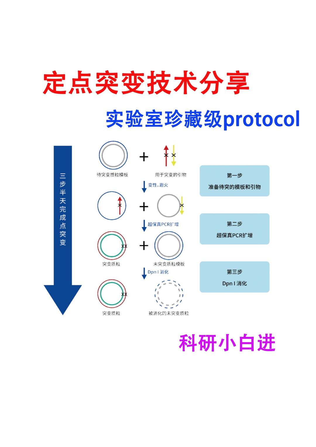 一文了解｜定点突变技术