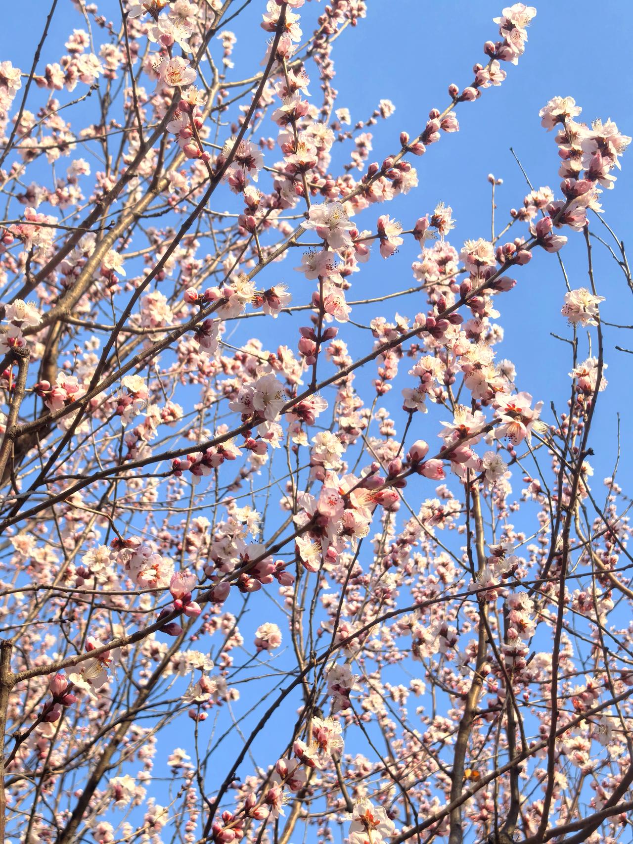 准备好，与桃花撞个满怀吧！就在本周六（3月14日）。2026天津运河桃花节将于1