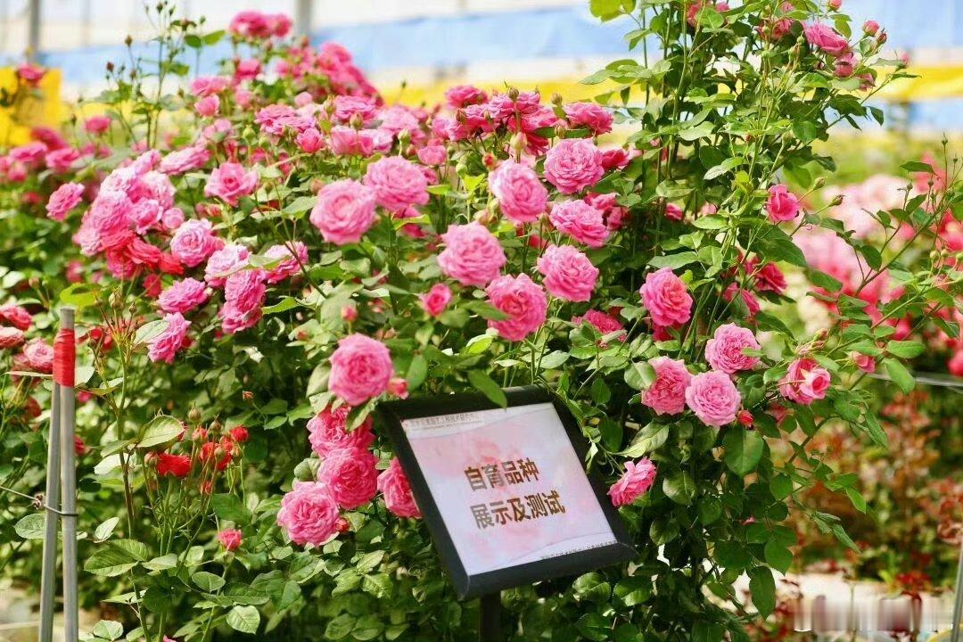 焦点访谈点赞昆明呈贡幸福产业 其实昆明这几年的幸福产业的发展真的是做得越来越好了