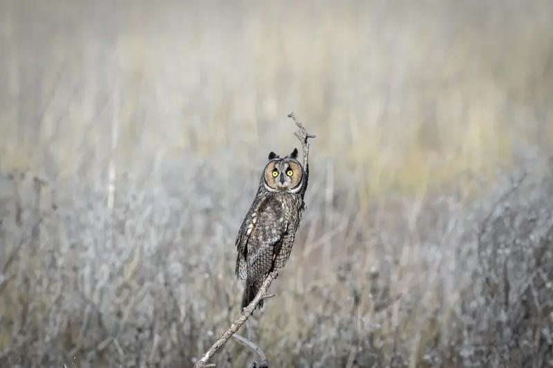 美国在国际舞台上，那简直就是个超级“刺头”，活像一个横冲直撞的“霸凌者”！它仗着