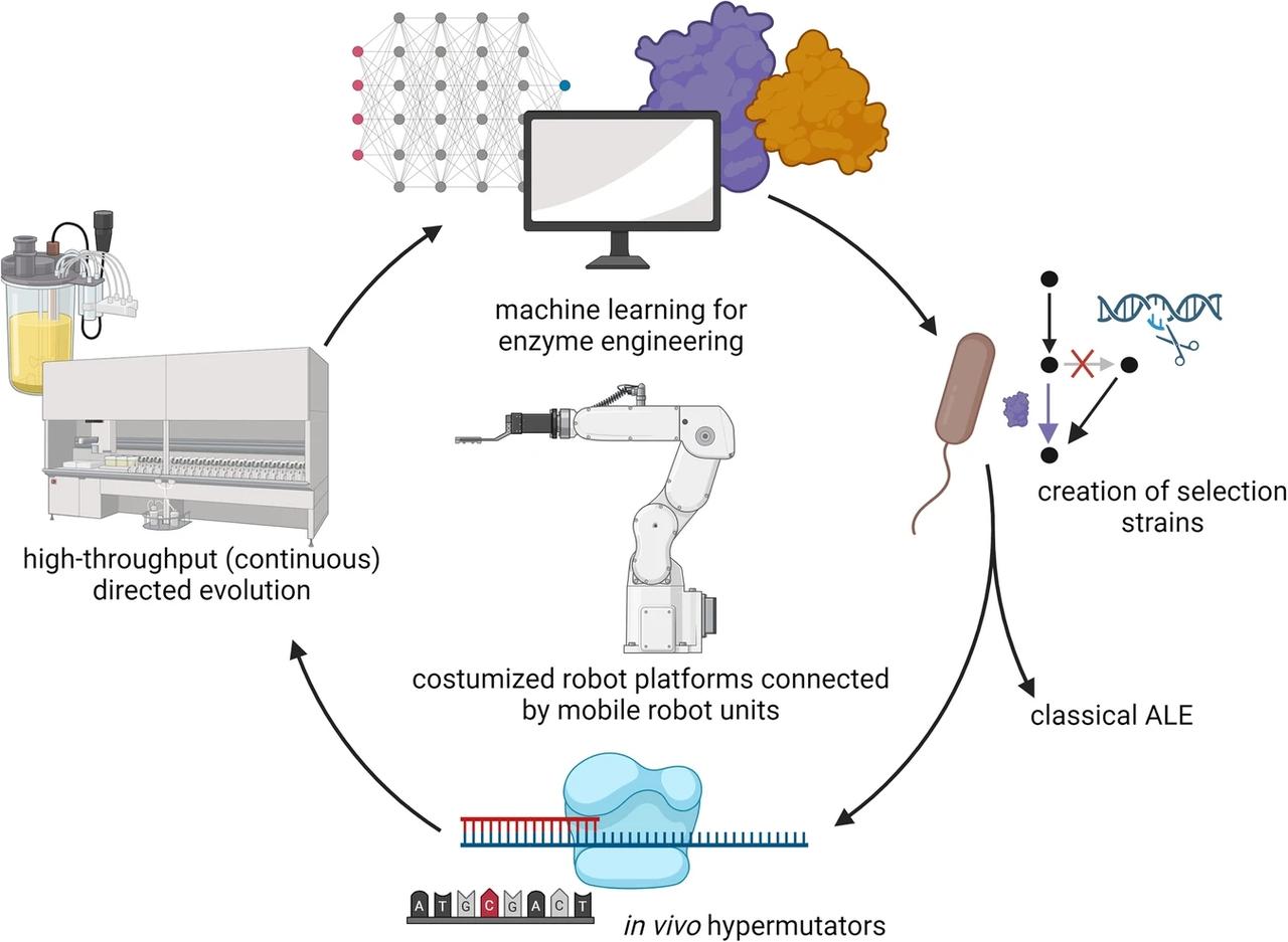 🧨 现代酶工程正掀起一场颠覆性技术革命！从理论分析、菌株创建、进化到高通量筛选