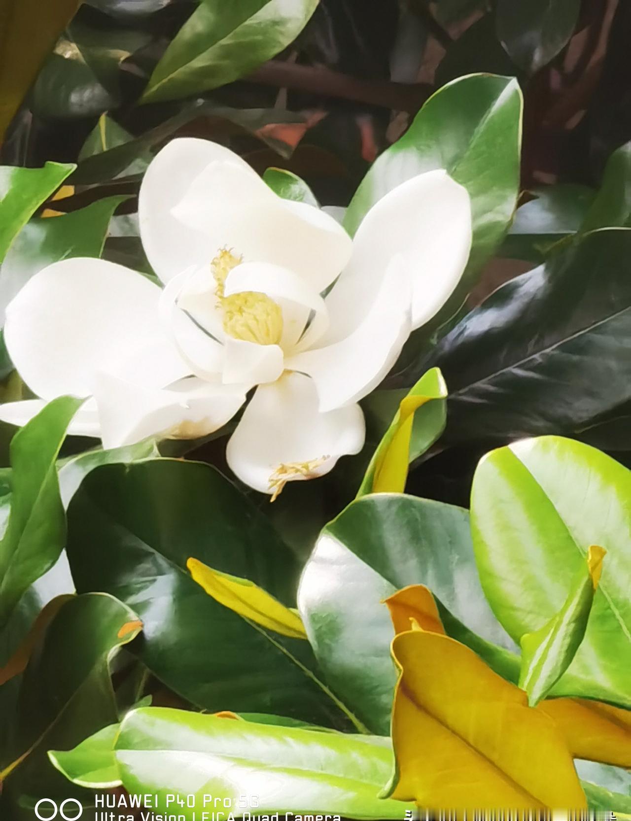 真佩服刘晓庆老师？
我却有点心疼她。
不是心疼她辛苦，是心疼那份停不下来的“劲儿