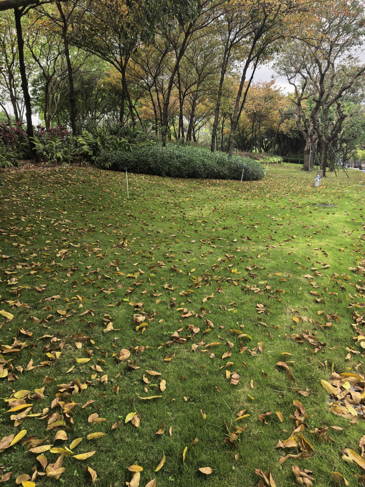 深圳的春天，不仅落红，而且落叶。在一些地段，有些树上的叶子比秋天还落得多。如果不