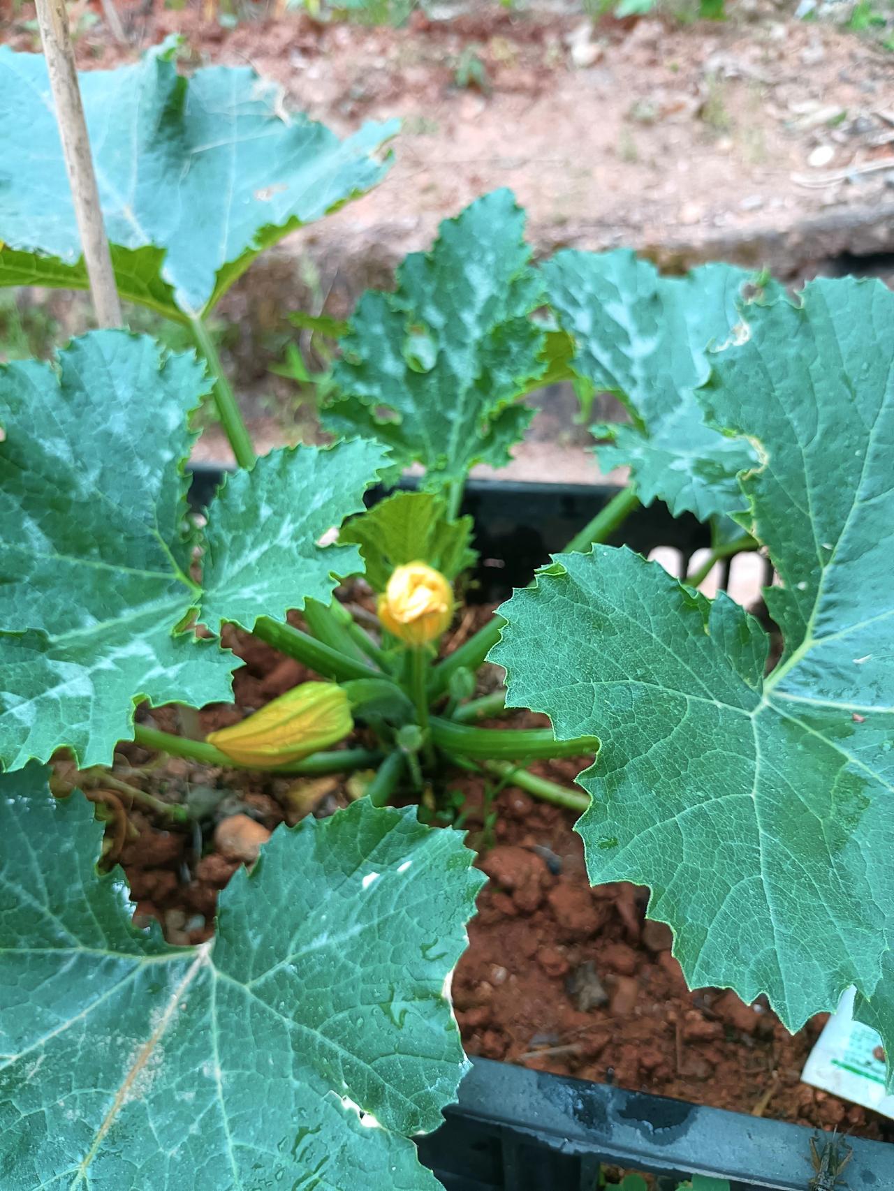 一朵雄花，一朵雌花，希望能修成正果。