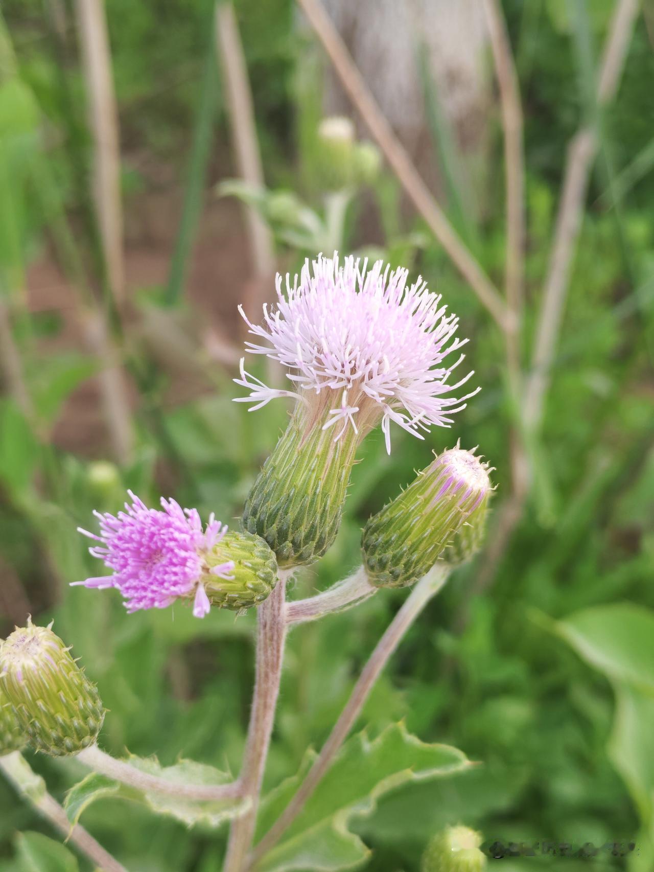 相册里的花花草草