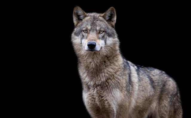 1978年夏，内蒙古草原深处，夜色如墨。

绿瞳幽幽，直刺人心那头拦路的公狼，不