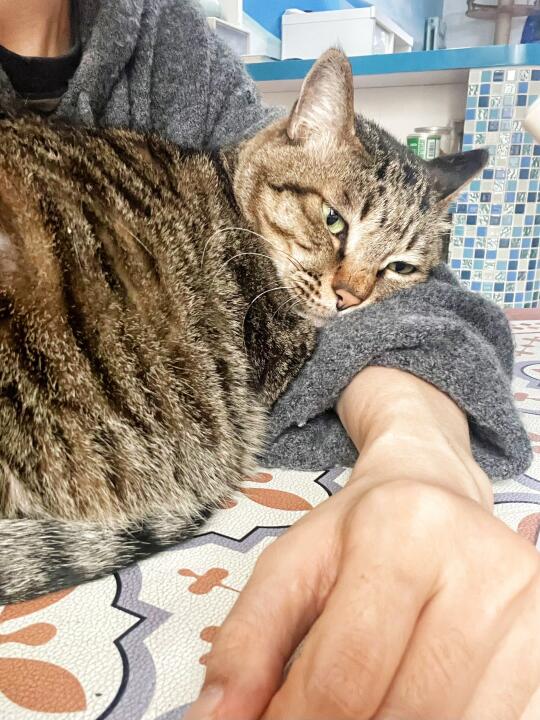 猫说这样暖和