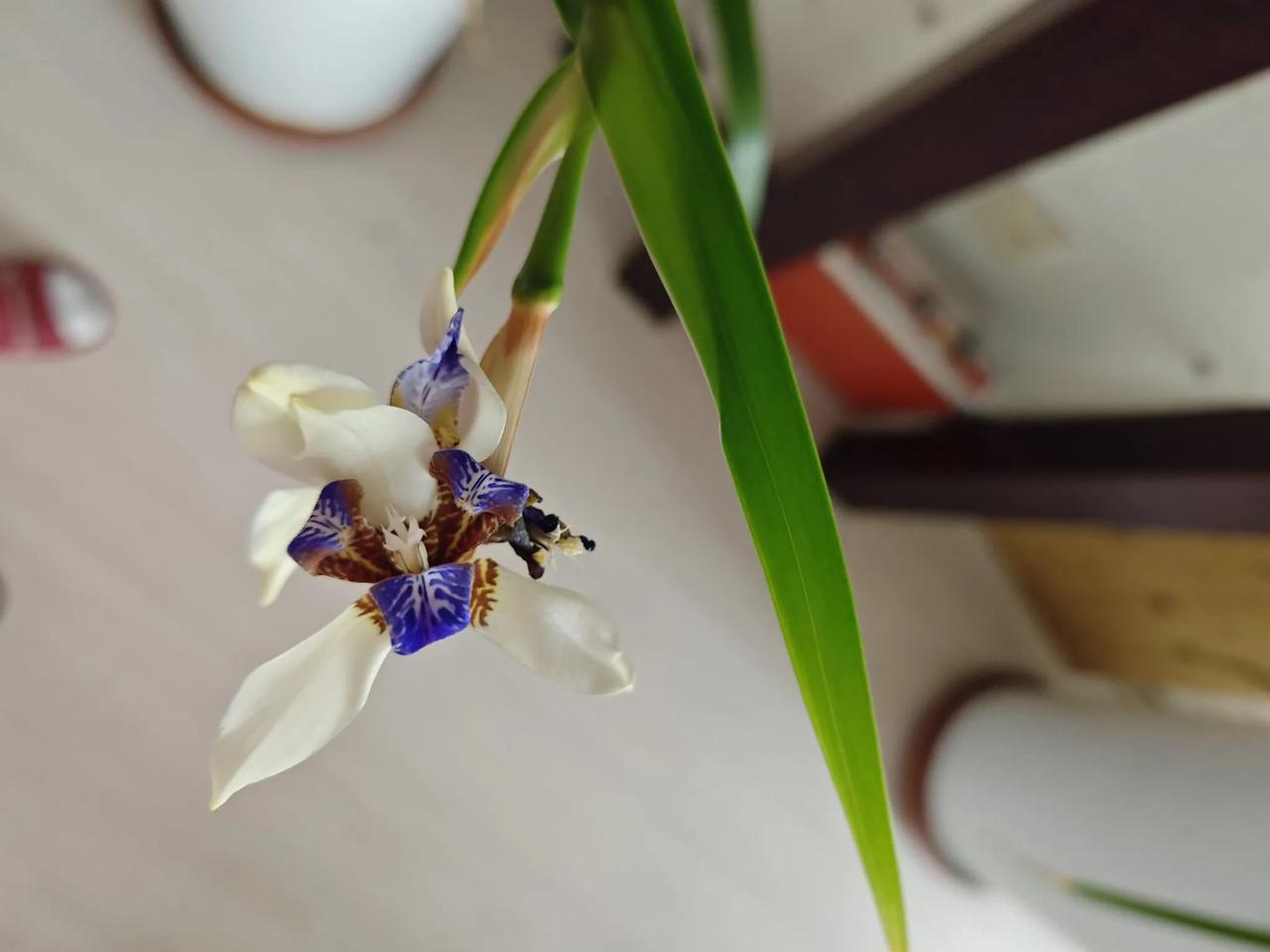 暗夜里开的花
也会展现她最美的芳华
伤口上结的痂
才会成为最坚硬的铠甲
你所谓的