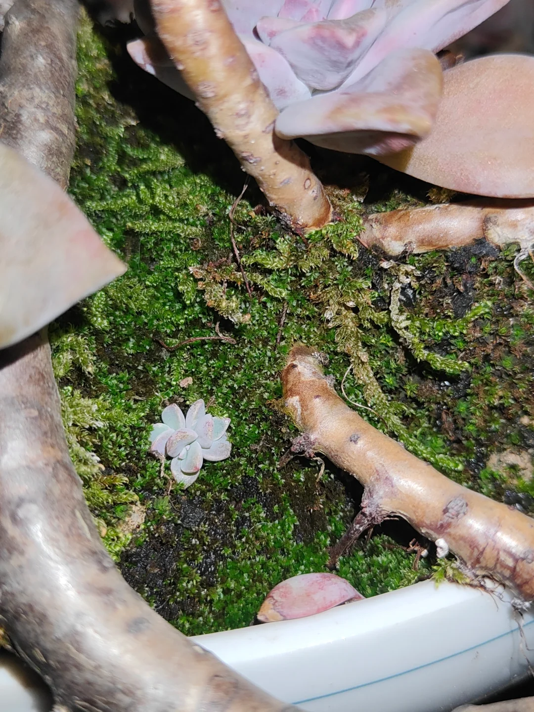 哇哇哇，这苔藓好养眼