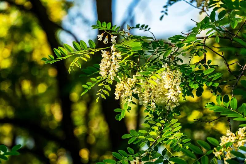 在历史的长河中，有许多古树见证了残酷与悲壮。就像天坛公园西南角神乐署的“神乐槐”