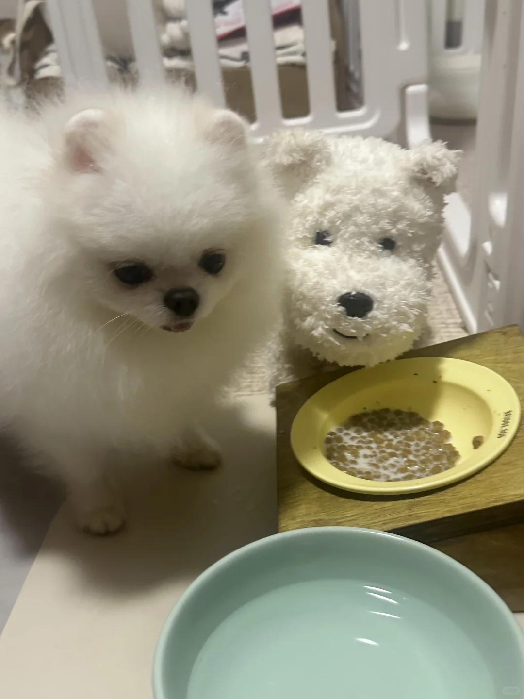 狗生需要一些竞争