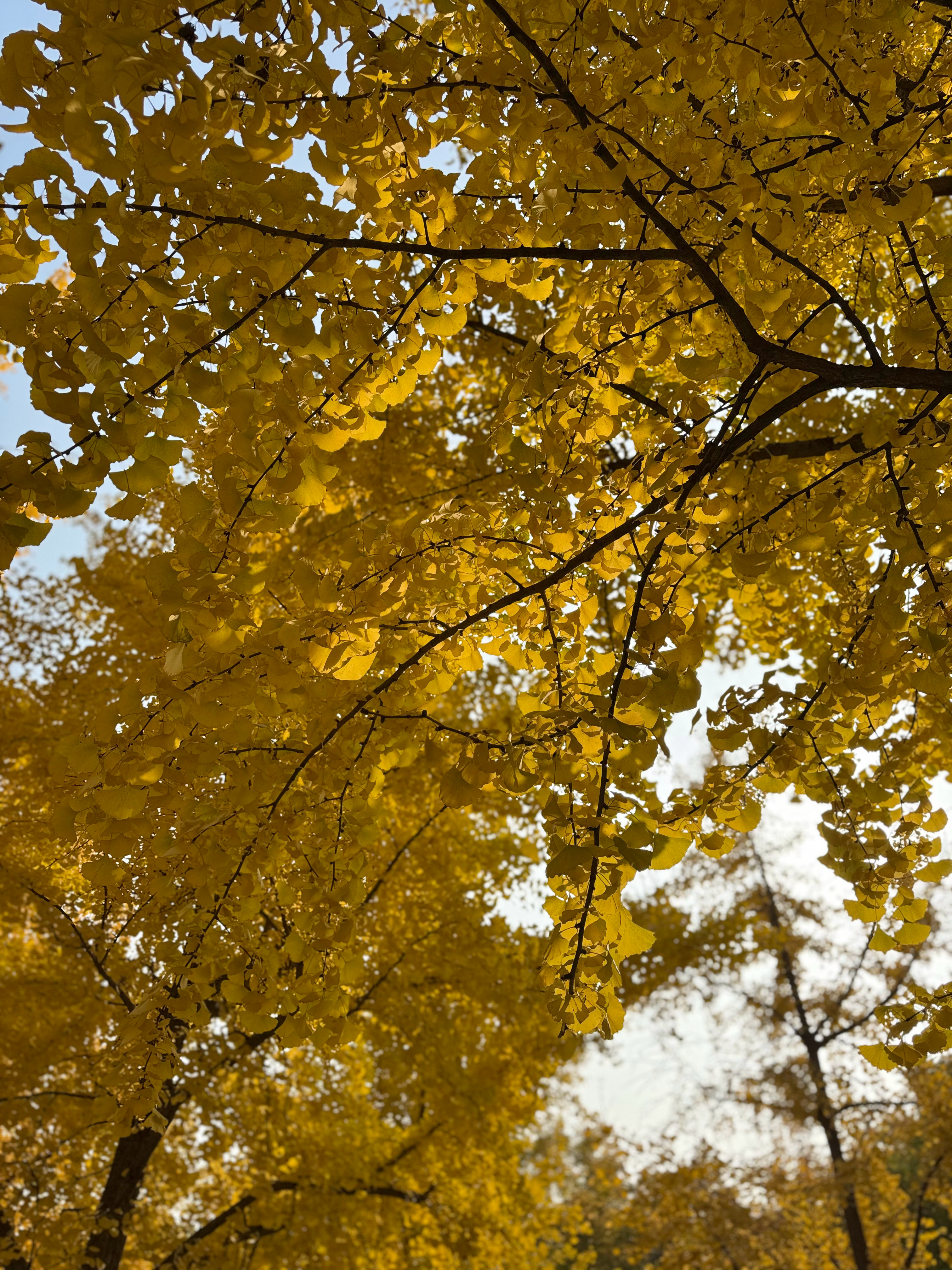 秋冬的浪漫氛围感谁懂北京的秋冬有多美！金黄的落叶🍂 暖洋洋的阳光☀️超级适合和