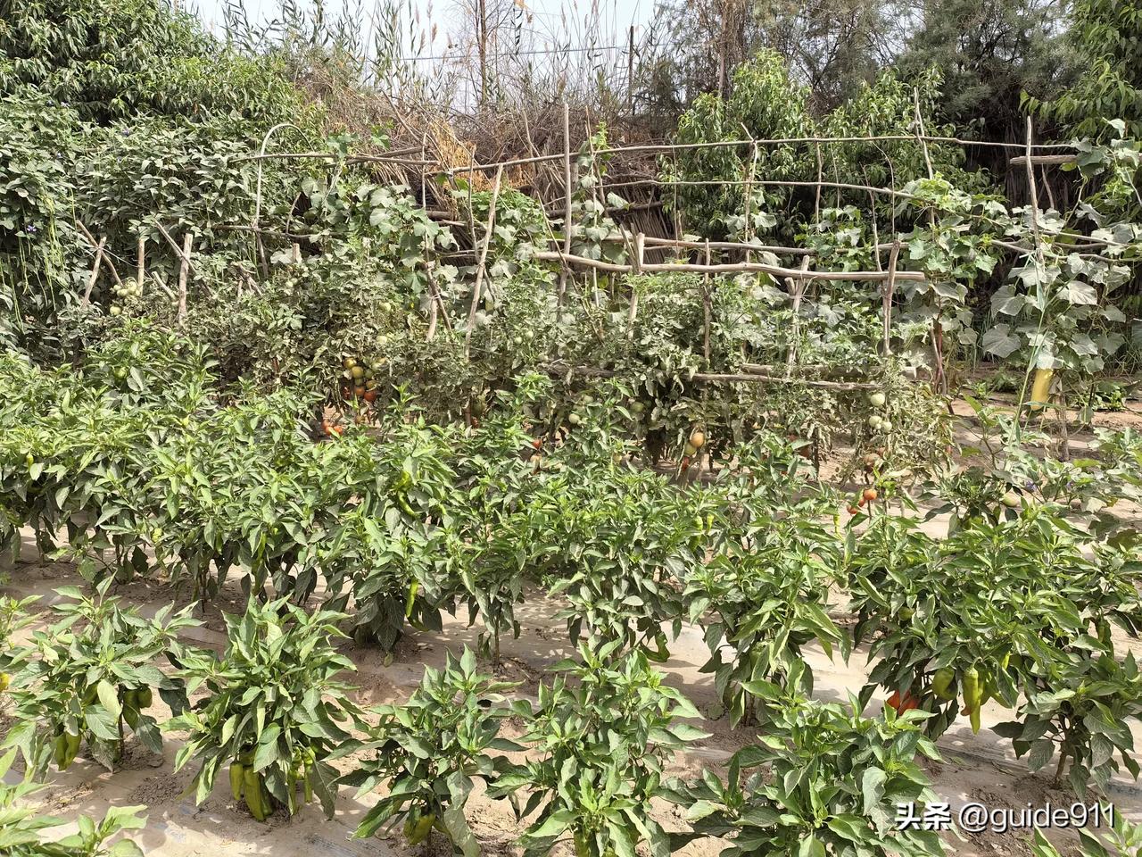 Diary of Aid to Xinjiang（41）2026.7.5.
今天