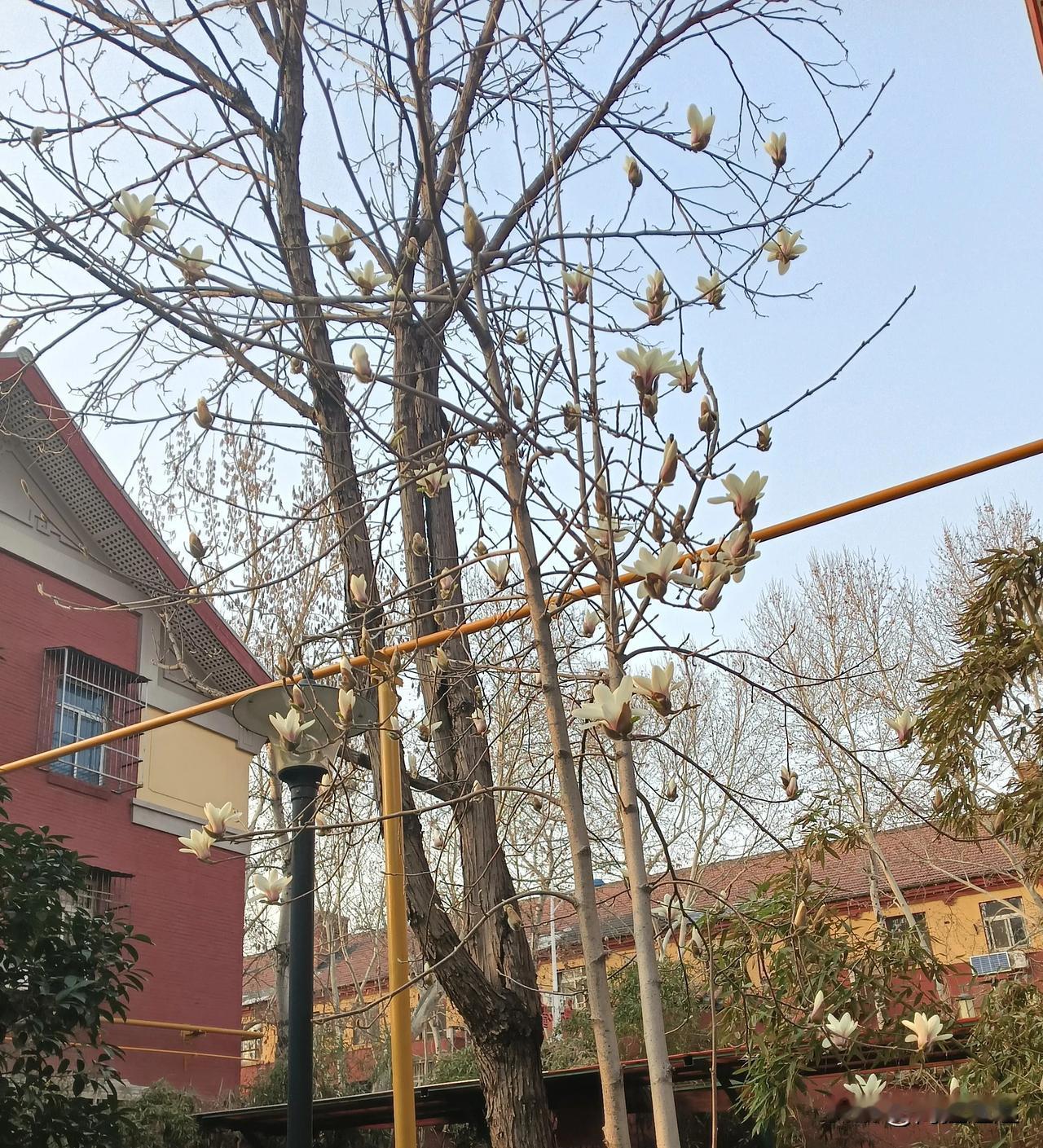 我们小区里的白玉兰花树，就像是春天派来的使者，带着满满的诚意和惊艳。当其他的树木