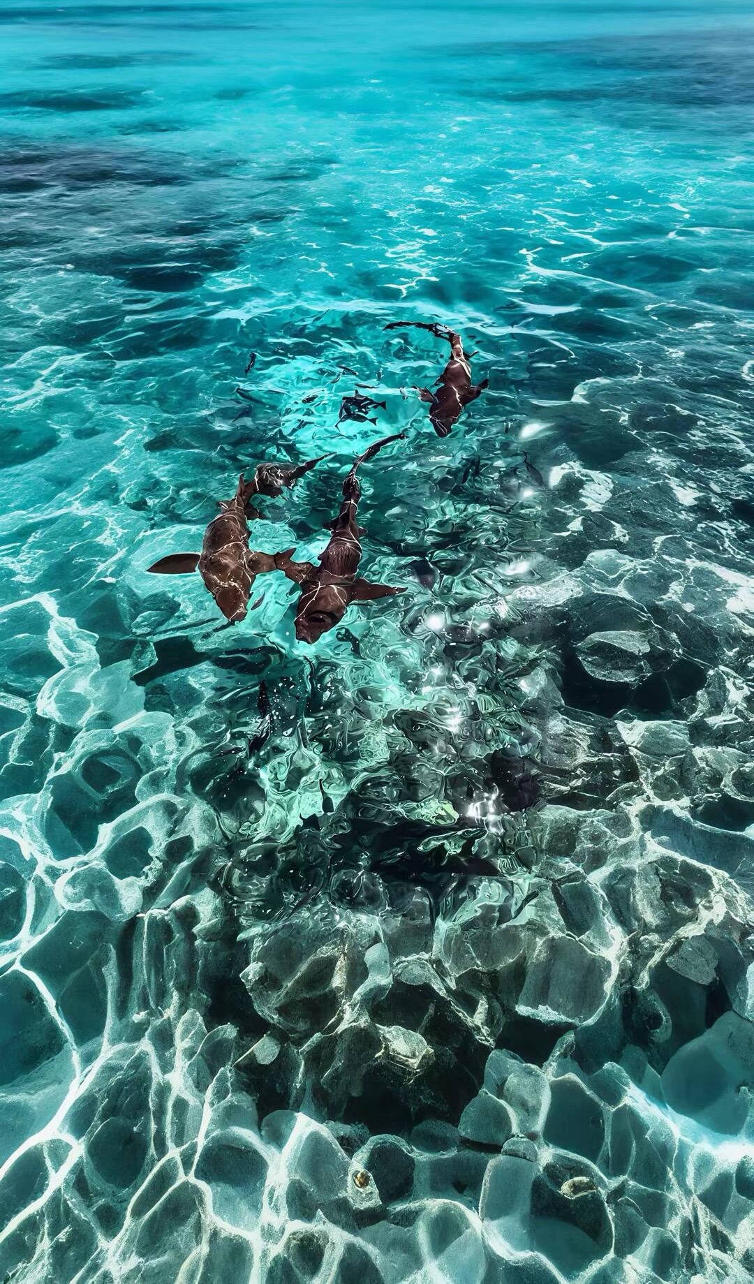 我看该吃吃，该喝喝，别把钱扔回去老A了。有种莫名感觉要持续调整到过年，监管层不想