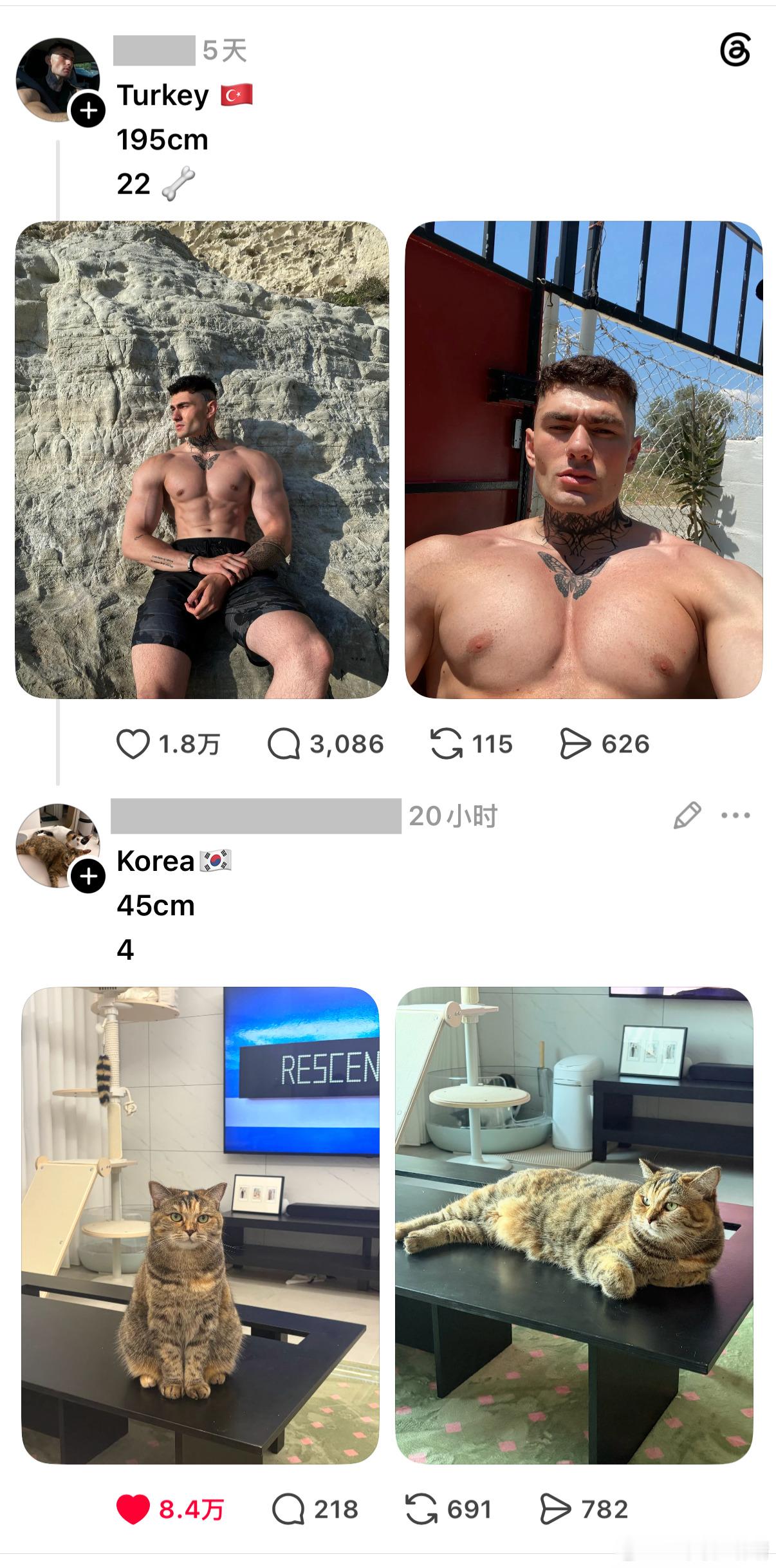 Korea cat win ​​​