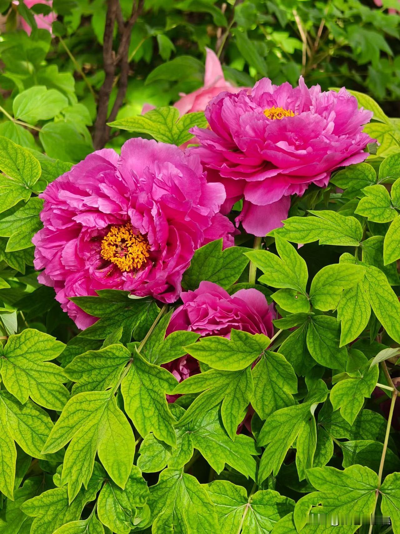 春日限定·牡丹盛开✨
当牡丹开满枝头，才懂什么是“唯有牡丹真国色”。
粉的热烈，