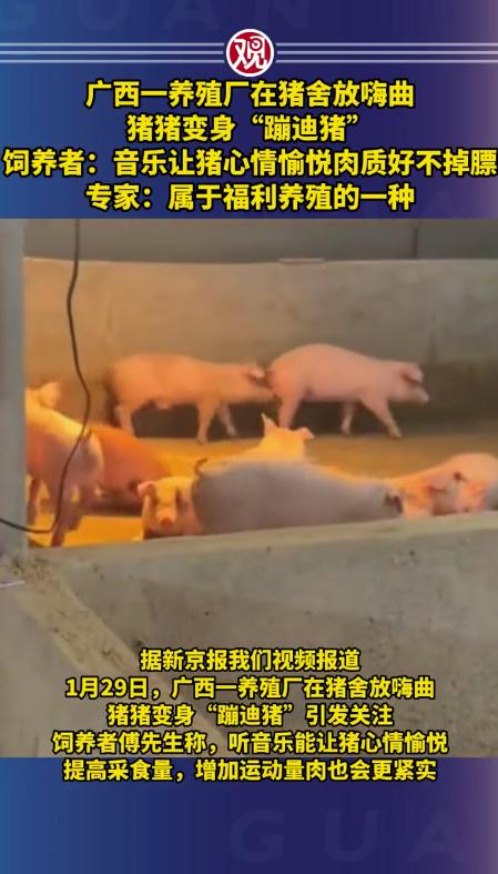 猪猪变成“蹦迪猪”！年初，有新闻报道，广西一养殖户用“嗨曲”养猪，称能提升肉质，